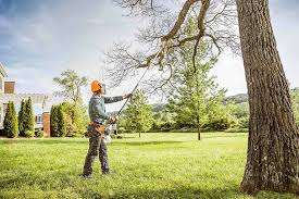 Professional Tree Removal and Landscaping Services in Ravensworth, VA